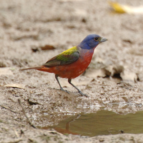 Painted Bunting_GF19746-32.jpg