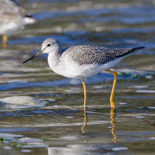 Greater_Yellowlegs2.jpg