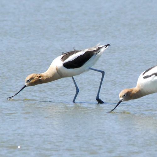 Avocet American.jpg