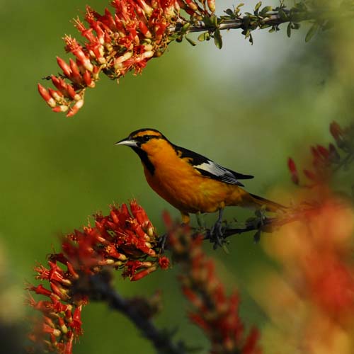 Bullock's Oriole on Ocotillo-.jpg