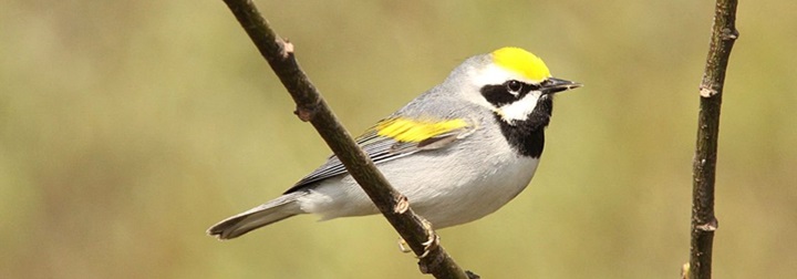 golden winged warbler