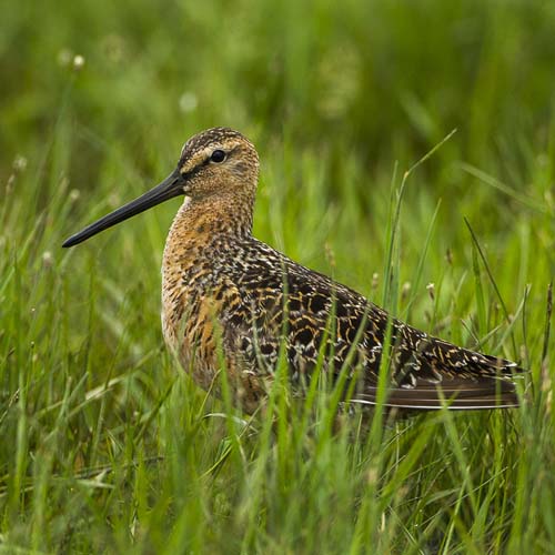 Long-billed_Dowitcher_-_Malheur_NWR_-_Oregon.jpg