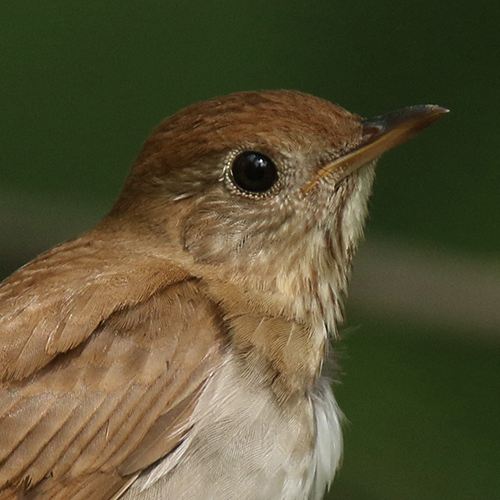 profile_veery.png