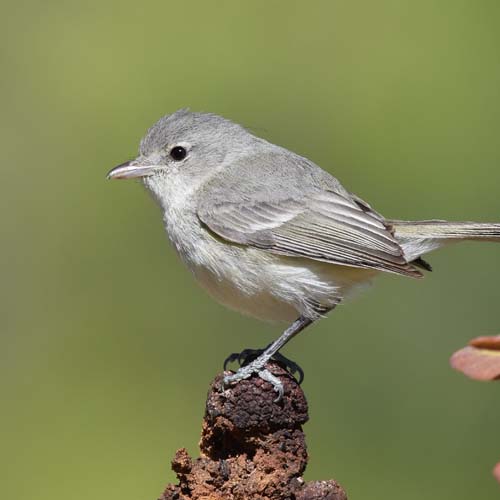 Bell's_Vireo_(34056428355).jpg