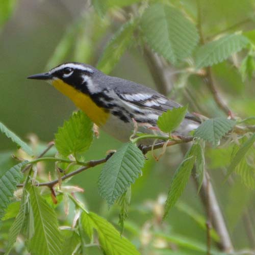 Yellow-throated_Warbler_-_14160018103.jpg